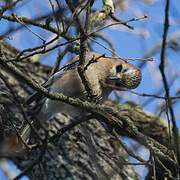 Eurasian Jay