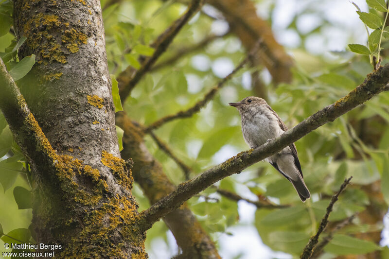 Spotted Flycatcherjuvenile