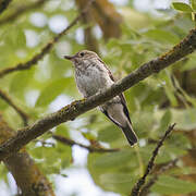 Spotted Flycatcher