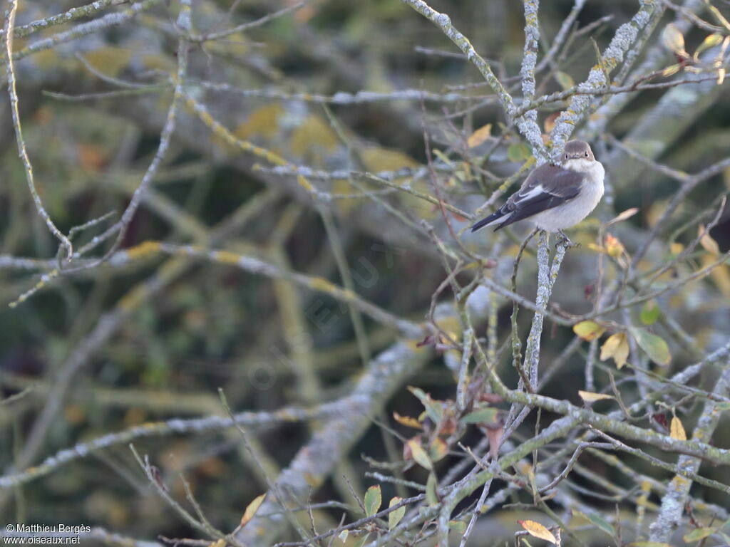 European Pied Flycatcher