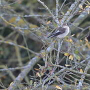 European Pied Flycatcher