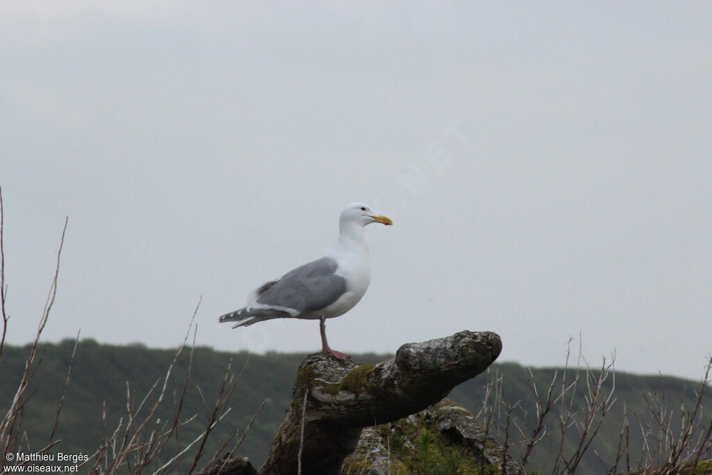 Goéland à ailes grises