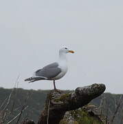 Goéland à ailes grises