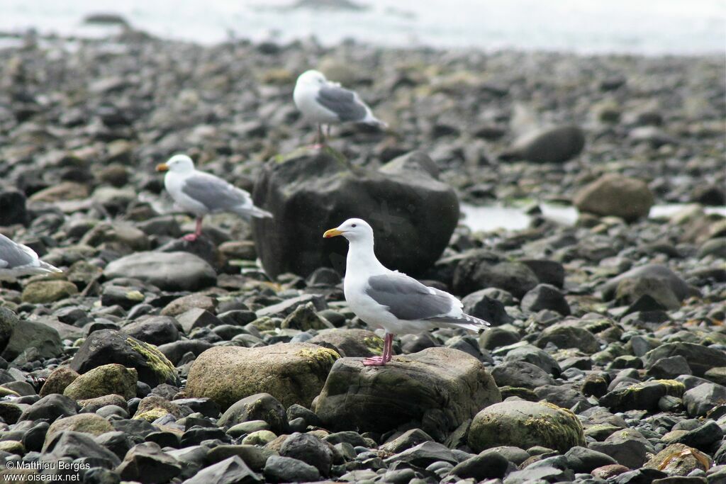 Glaucous-winged Gull