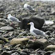 Goéland à ailes grises