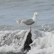 Goéland à ailes grises