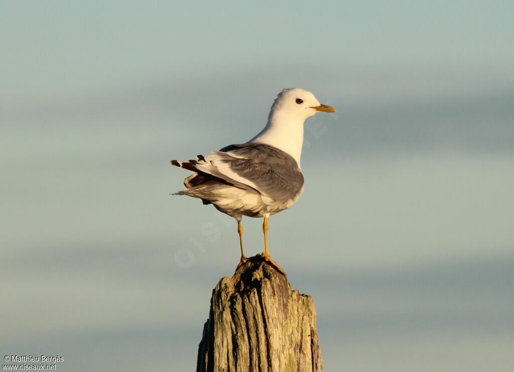 Common Gull