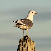 Common Gull