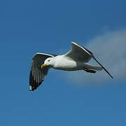 Yellow-legged Gull