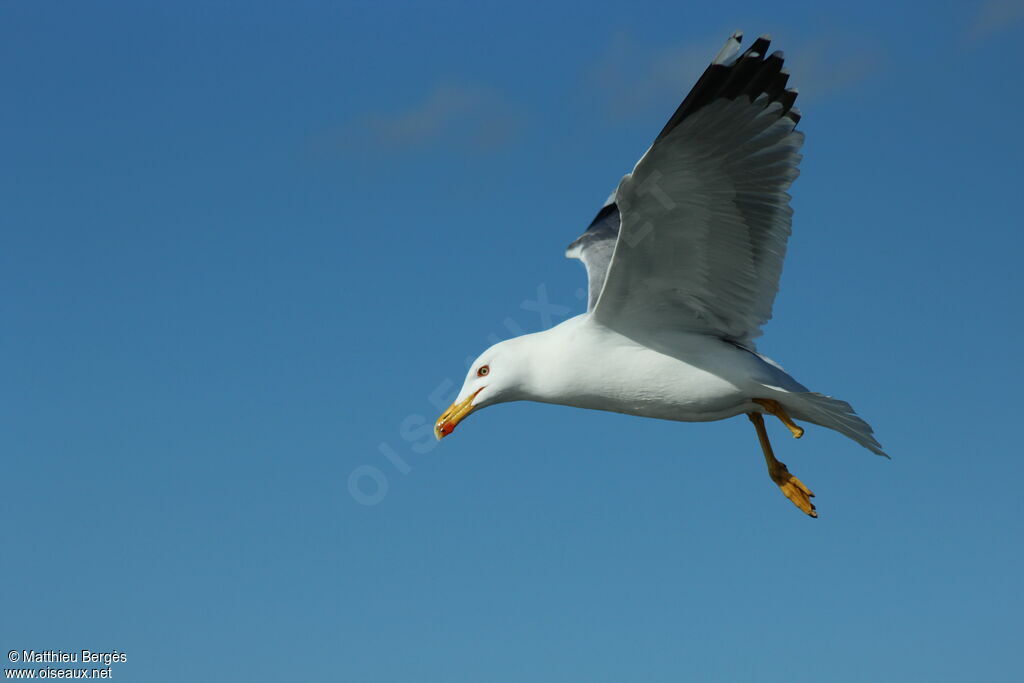 Yellow-legged Gulladult