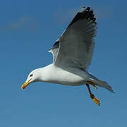 Yellow-legged Gull