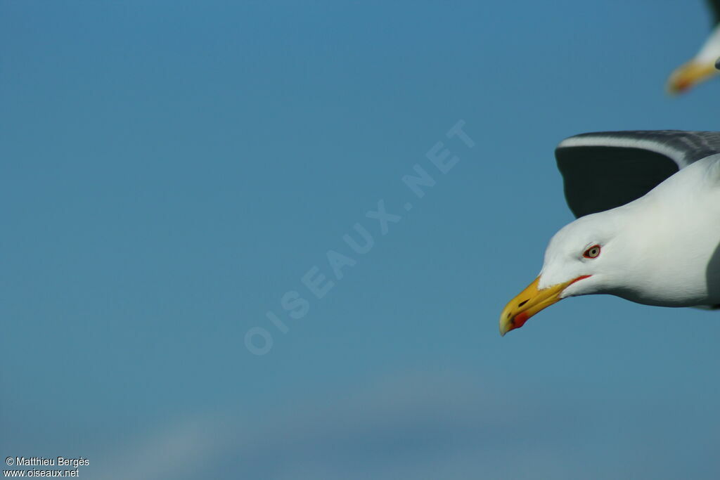 Yellow-legged Gull