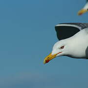 Yellow-legged Gull