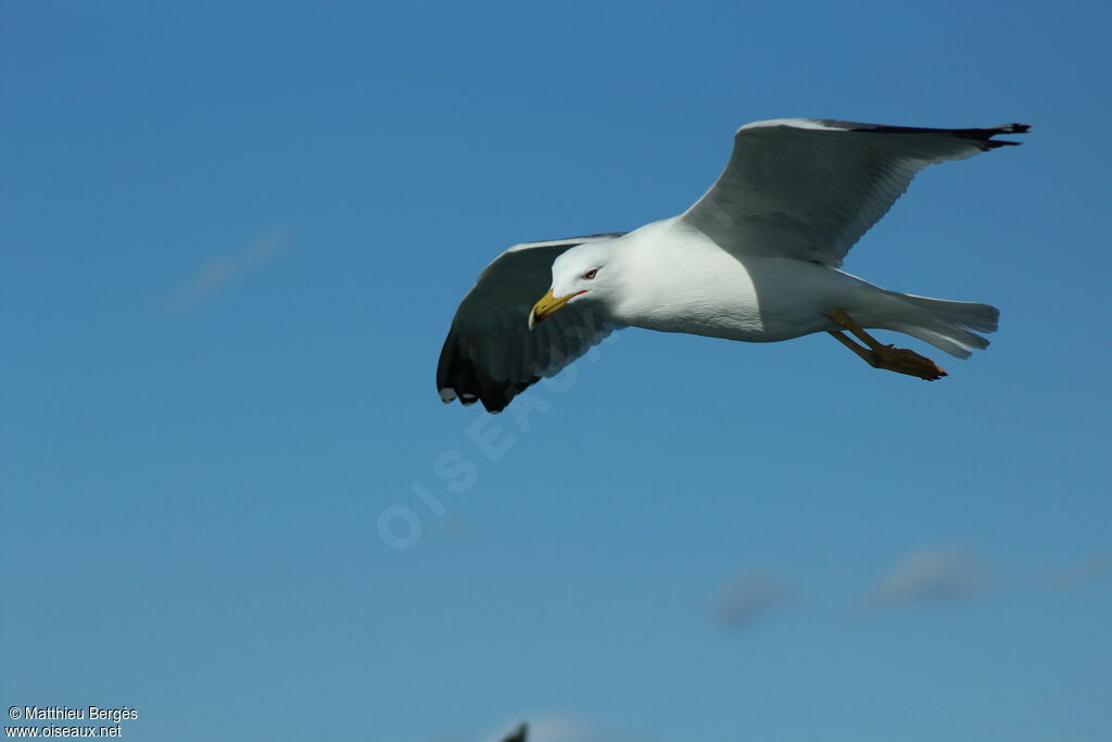 Yellow-legged Gull