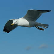 Yellow-legged Gull