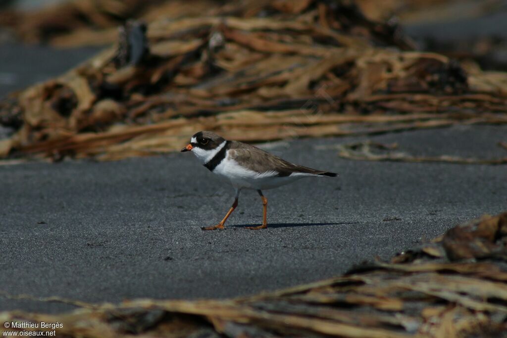 Semipalmated Plover