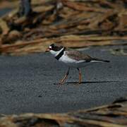 Semipalmated Plover