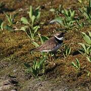 Semipalmated Plover