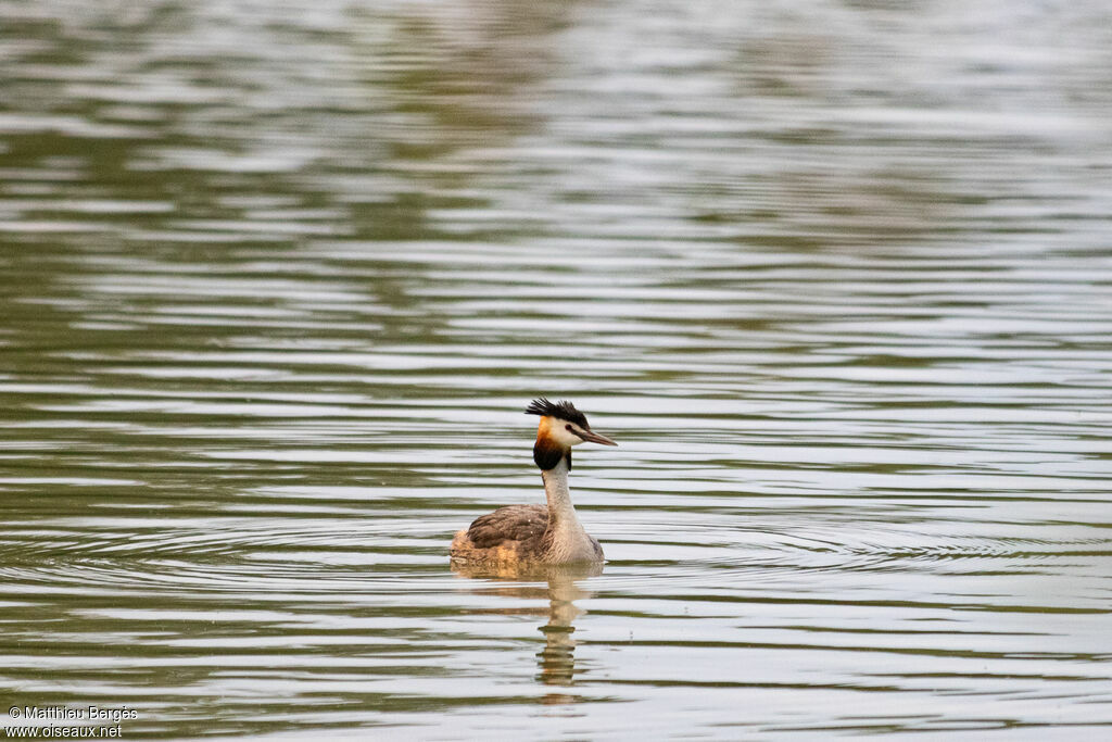 Great Crested Grebe