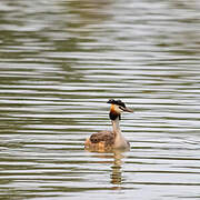 Great Crested Grebe