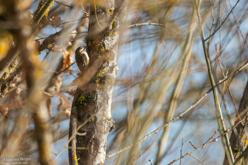 Short-toed Treecreeper