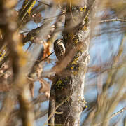 Short-toed Treecreeper