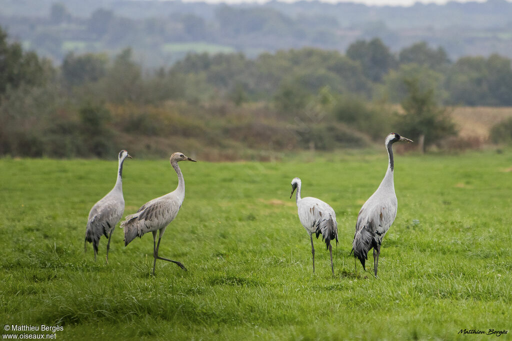 Common Crane