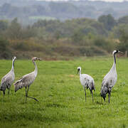 Common Crane