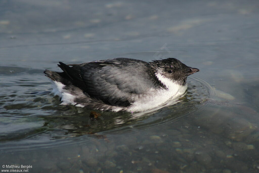 Guillemot à cou blanc