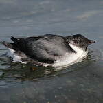 Guillemot à cou blanc