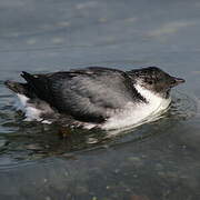 Ancient Murrelet