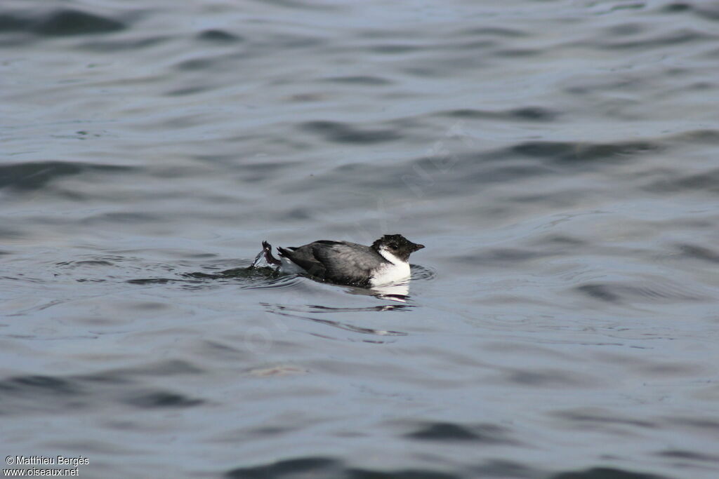 Ancient Murrelet