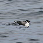 Guillemot à cou blanc