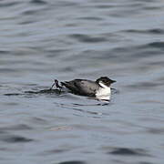 Ancient Murrelet