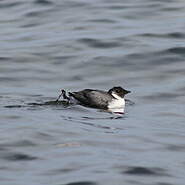 Guillemot à cou blanc