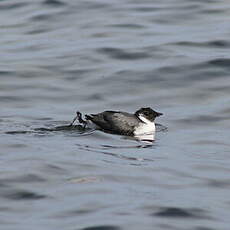 Guillemot à cou blanc