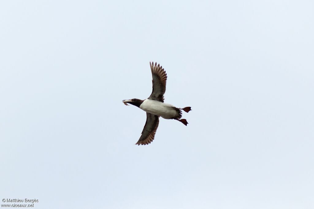 Common Murre, Flight, fishing/hunting