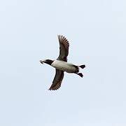 Common Murre