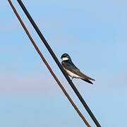 Tree Swallow