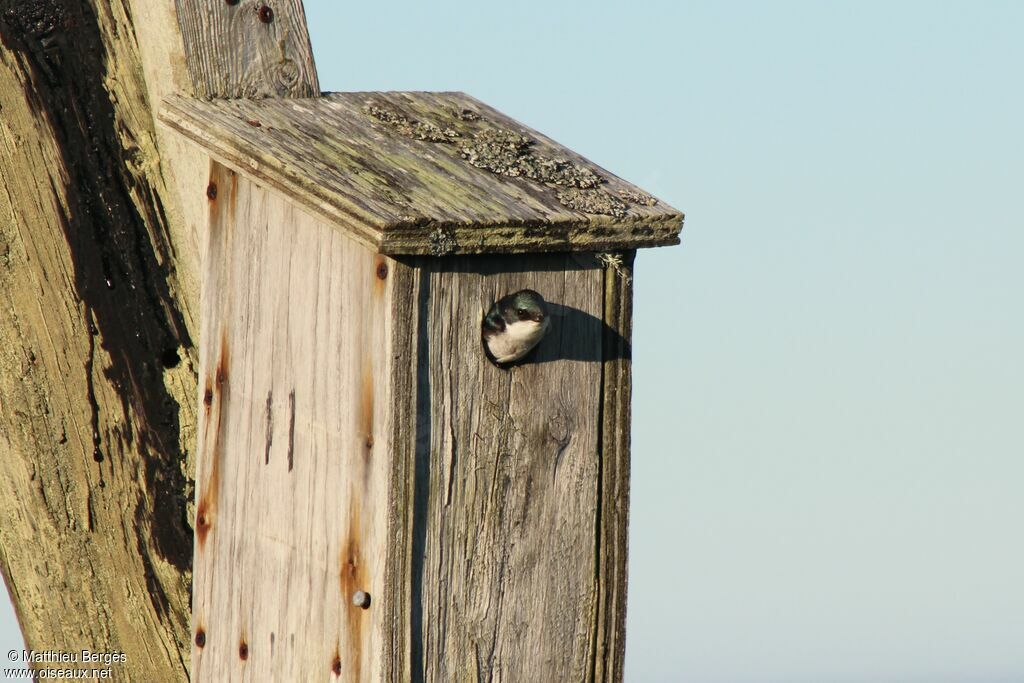 Tree Swallow