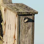 Tree Swallow