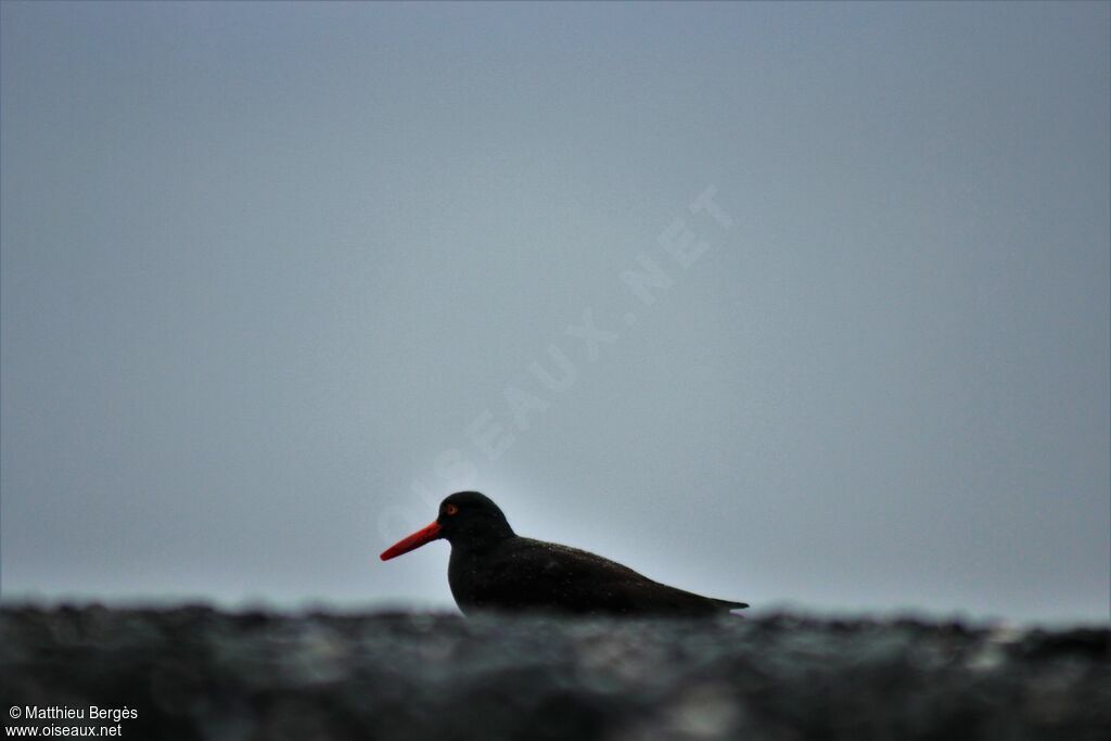 Black Oystercatcher