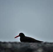 Black Oystercatcher