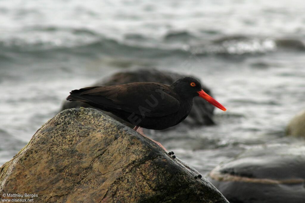 Black Oystercatcher