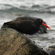 Black Oystercatcher