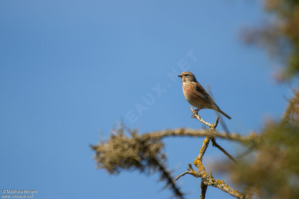 Linotte mélodieuse