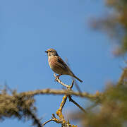 Common Linnet