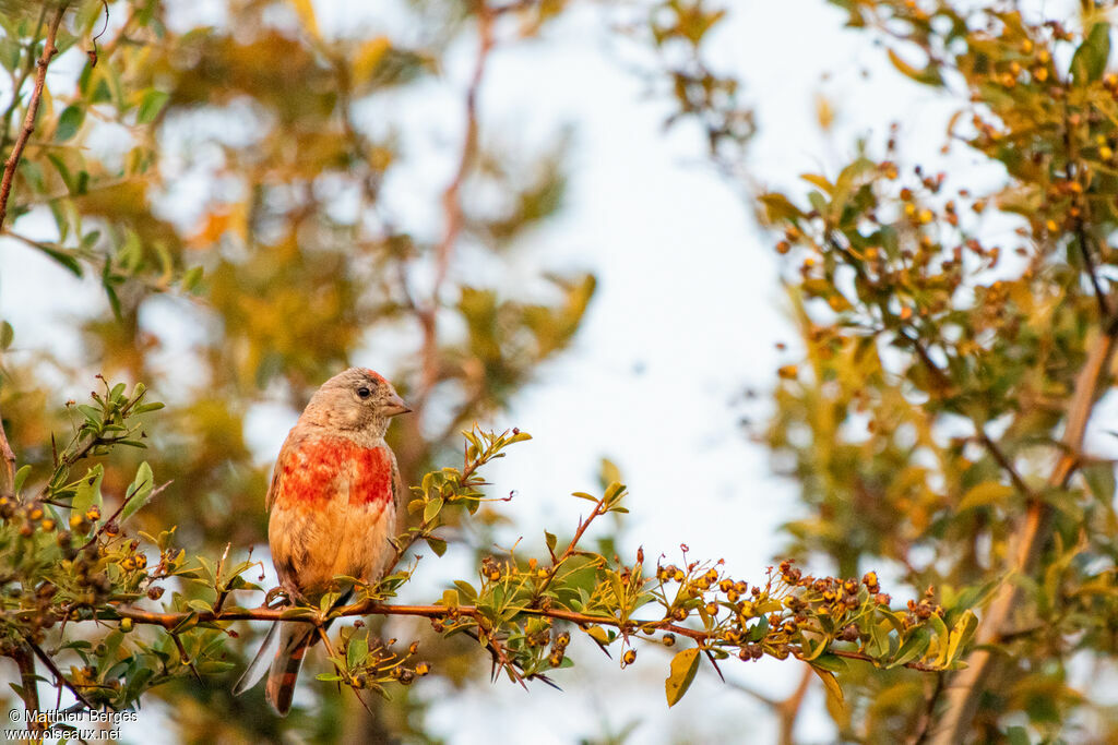 Common Linnet male