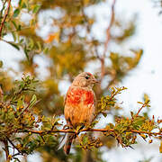 Linotte mélodieuse