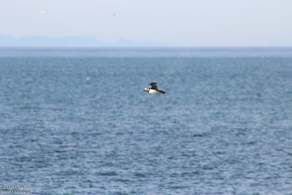 Horned Puffin